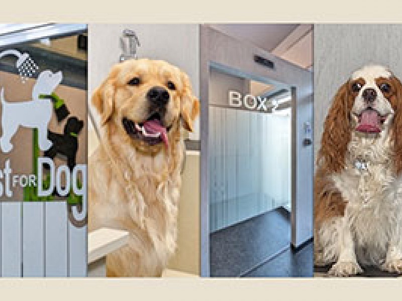 Just For Dog Wash & Wellness